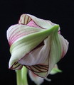 آماریلیس پروانه ای